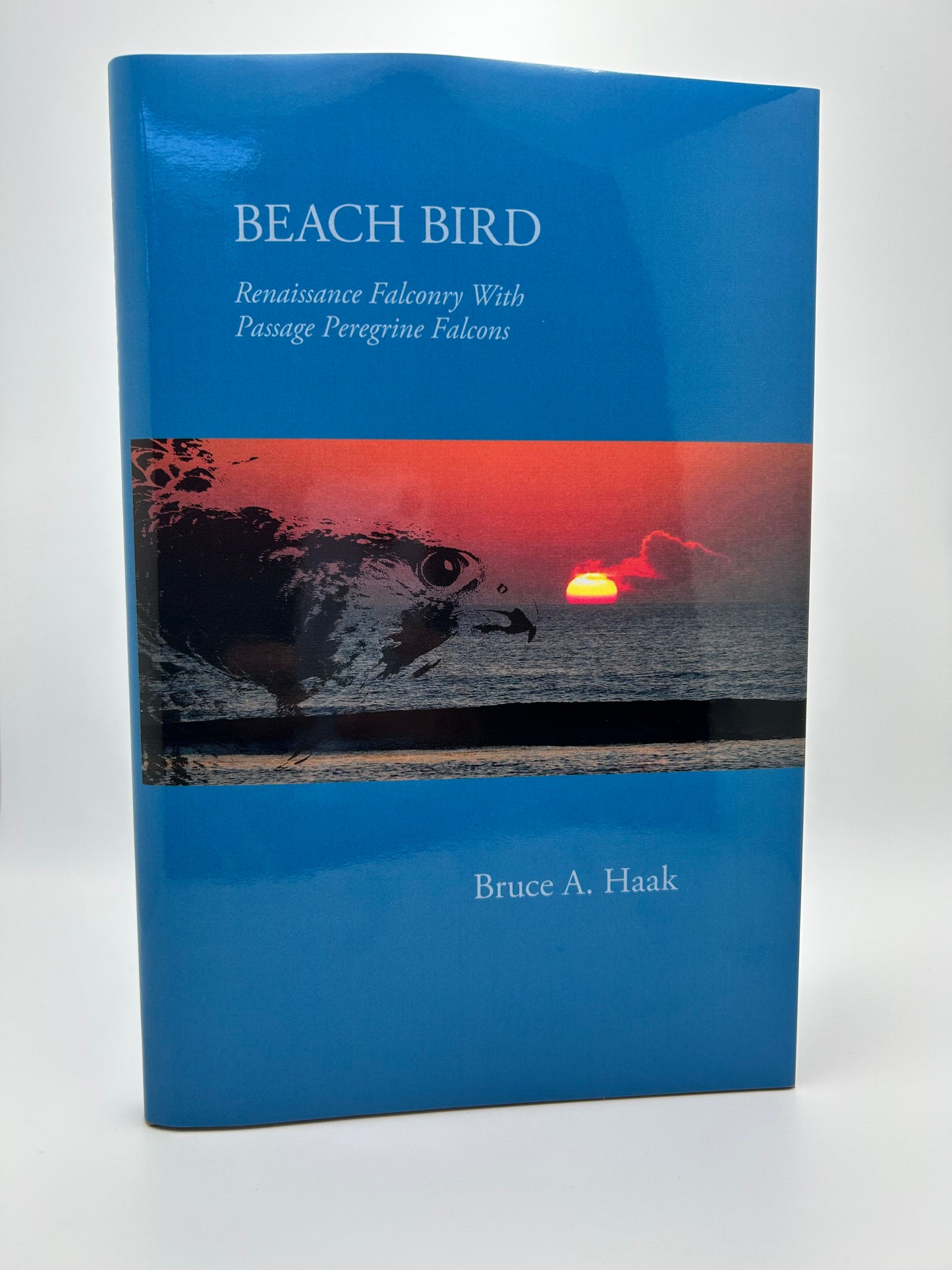 Beach Bird: Renaissance Falconry With Passage Peregrine Falcons